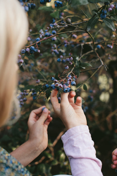 The Season of Berries & Our Ceramic Colanders