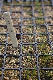 Ceramic Garden Labels