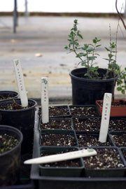 Ceramic Garden Labels