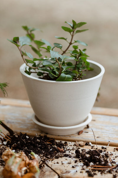Aline Planter + Saucer - Sand