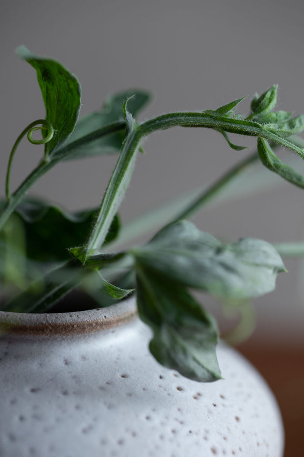 Daphne Bud Vase